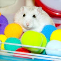 はむパズル【新感覚の15パズル(スライドパズル)ゲーム】