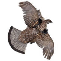 Montana Hunting Access 2020