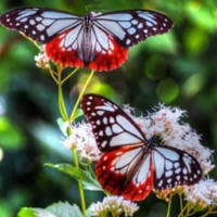 Butterfly Wallpapers(HD)-Best Backgrounds & Themes Butterfly Wallpapers(HD)-Best Backgrounds & Themes