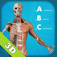 Anatomy Quiz – muscles and bones
