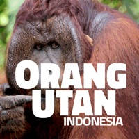 OrangUtan – Indonesia