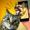 Scare Cat – Dog Prank