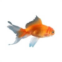 Big Fish Ideas – Business Club