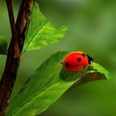 Ladybug Wallpapers