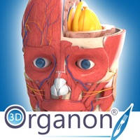 3D Organon Anatomy 3D Organon Anatomy