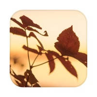 Picture Match Picture Match