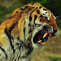 Real animal sounds Real animal sounds