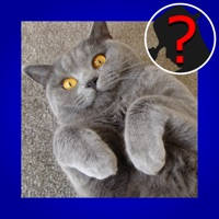 Domestic Cat Breed Quiz Maestro Domestic Cat Breed Quiz Maestro