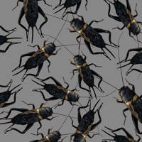 Cricket Sounds!