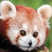 幼儿拼图 – 熊猫,猴, 动物