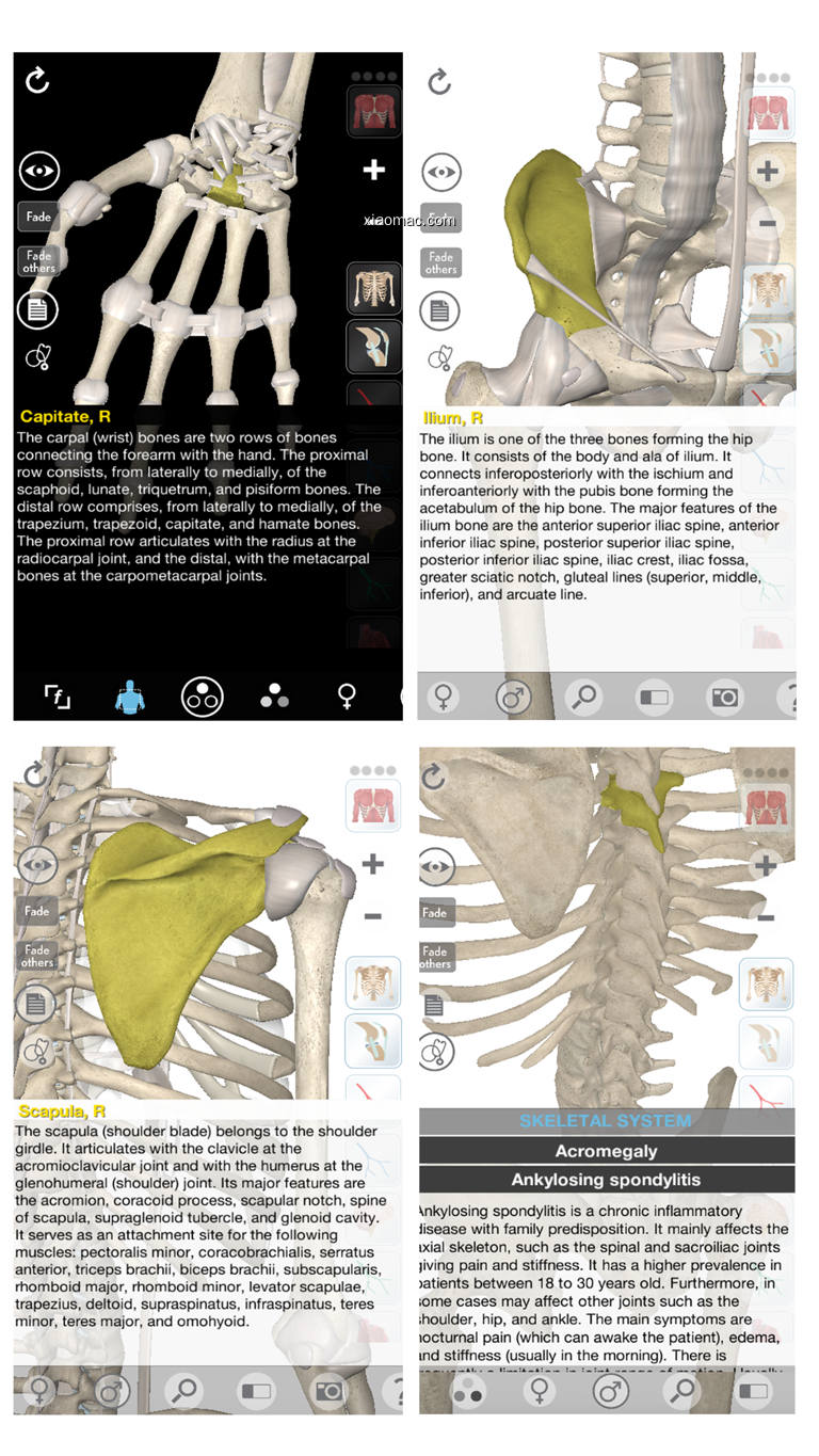 【图】3D Organon Anatomy – Skeleton, Bones, and Ligaments(截图 1)