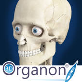 3D Organon Anatomy – Skeleton, Bones, and Ligaments 3D Organon Anatomy – Skeleton, Bones, and Ligaments