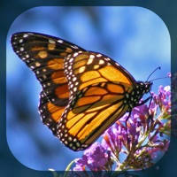 Butterfly Directory