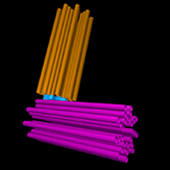 Centriole Assembly AR Centriole Assembly AR