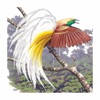 Birds of New Guinea Birds of New Guinea