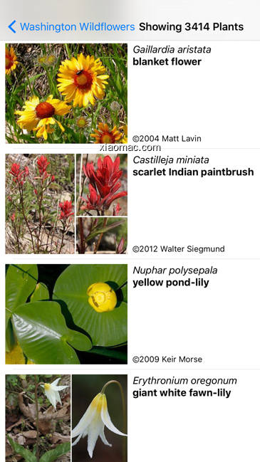 【图】Maine Wildflowers(截图2)