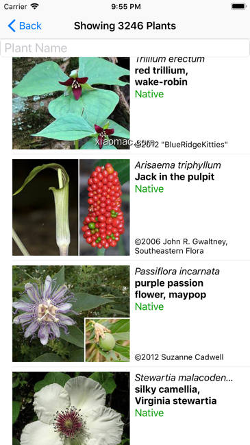 【图】North Carolina Wildflowers(截图2)