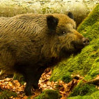 Wild Boar Sounds!