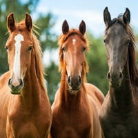 Horse Training – Learn How to Train a Horse
