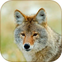 Coyote Hunting Calls – Fox Sounds