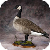 Goose Hunting Calls – Goose Sounds