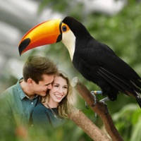 Bird Photo Frames – Creative Frames for your photo