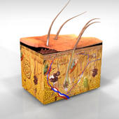 Anatomy : Integumentary System