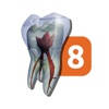 Tooth Atlas 8