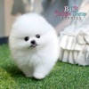 Boutique Teacup Puppies
