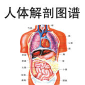 人体解剖图谱大师讲堂 – 医学名师讲解剖学 人体解剖图谱大师讲堂 – 医学名师讲解剖学