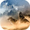 Wolf Sounds – Gray wolf Sounds