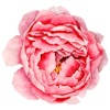 Love Peonies