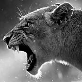 Black and White Wallpapers – HD Backgrounds