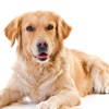 VTNE – Veterinary Exam Tests