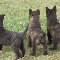 Aachen Dutch Shepherds