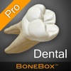 BoneBox™ – Dental Pro BoneBox™ – Dental Pro