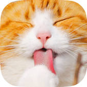 All Kitten Cat Big Jigsaw Puzzle Games For Girls