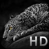 Cool Animals HD Awesome Themes & Wallpapers Cool Animals HD Awesome Themes & Wallpapers