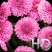 Pink Flowers HD WallPapers & Background Free Pink Flowers HD WallPapers & Background Free