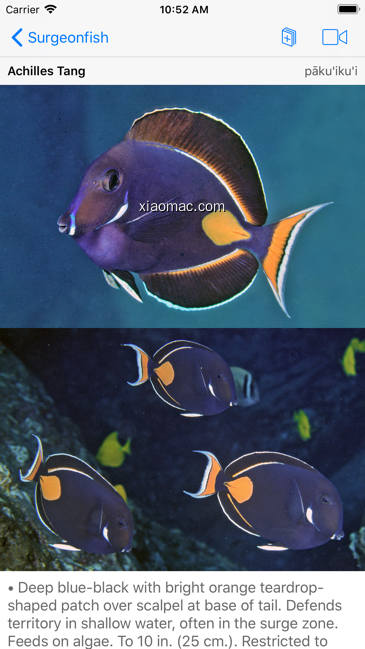 【图】Snorkel Fish Hawaii for iPhone(截图2)