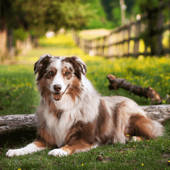 Dog Wallpapers – Home Screen Themes & Backgrounds