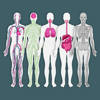 Learn Body Parts in English