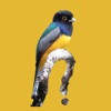 Belize Birds Field Guide Belize Birds Field Guide