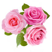 Rose &Flower,Fragnance Sticker Rose &Flower,Fragnance Sticker