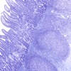 AnatLab Histology AnatLab Histology