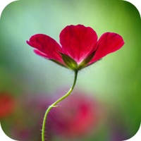 Censor Blur Photo Effect – DSLR