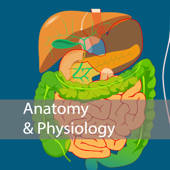 Nursing Anatomy and Physiology Nursing Anatomy and Physiology