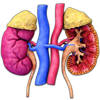 Kidney Motion