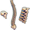 Vertebral Column