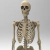 Skeletal System Anatomy Skeletal System Anatomy